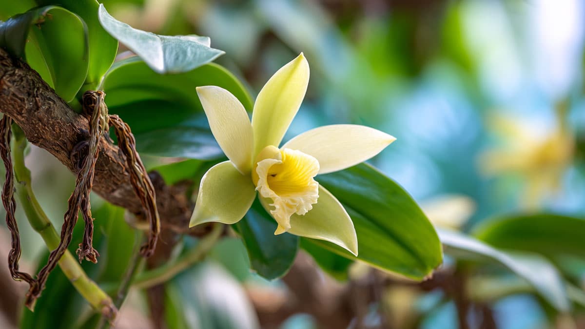 바닐라 꽃 바닐라 꽃