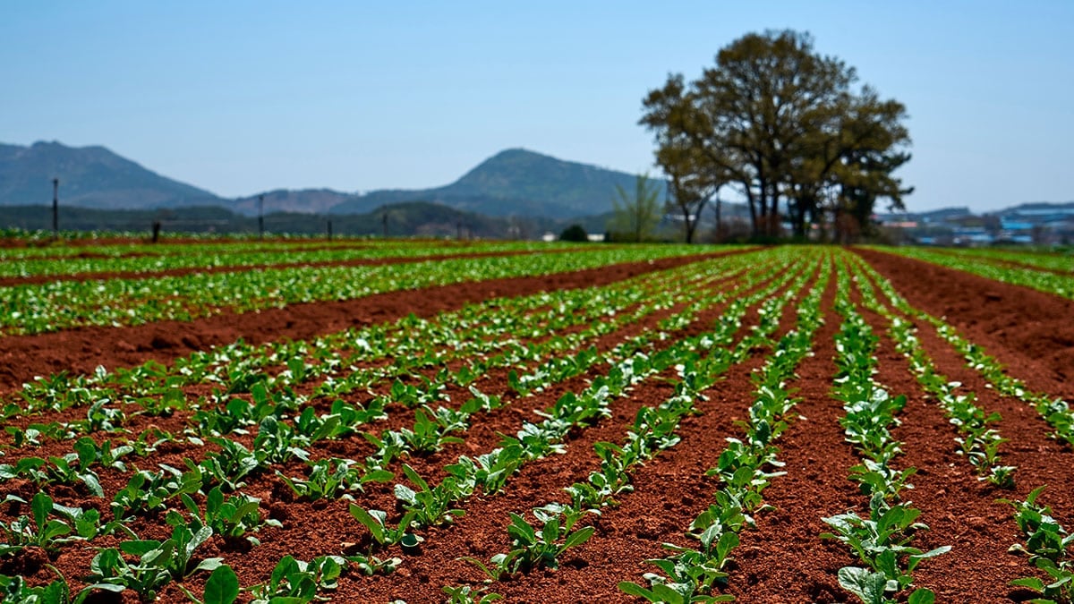 “여름이면 당연했던 그 반찬” 한 달 사이에 72% 폭등한 ‘열무’ 가격, 그 원인은?