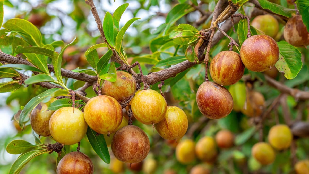 달콤한데다 혈당까지 잡는다… 지금 아니면 못 먹는다는 ‘이 과일’