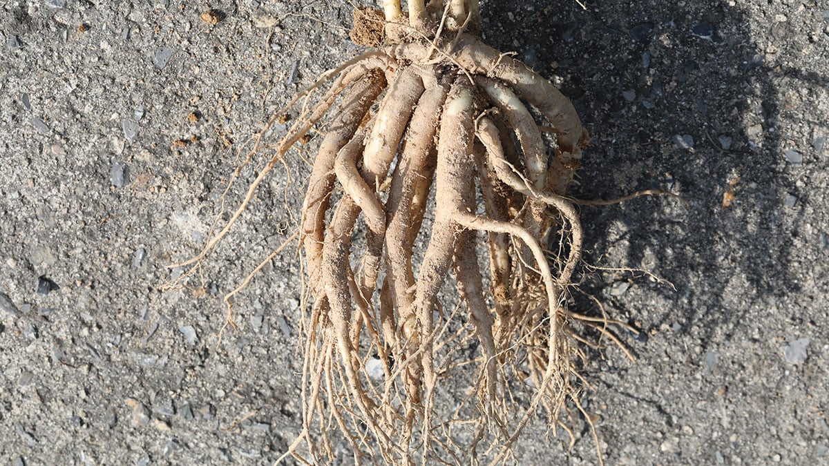 도라지 뿌리 도라지 뿌리