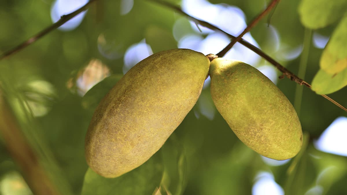 “지금은 남부에서만 드물게 보인다”… 조상들이 귀히 여겼다는 ‘조선 바나나’