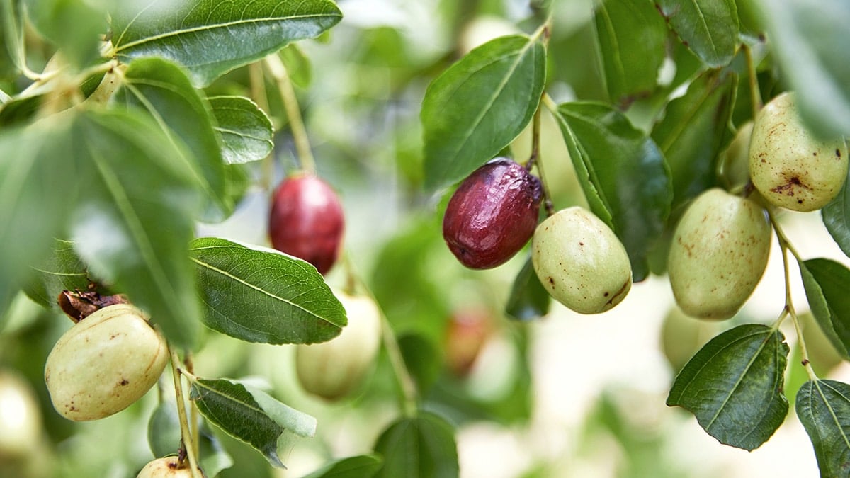“열매·잎·뿌리까지 버릴 게 없다”… 전통의 나무 ‘대추’, 현대 슈퍼푸드로 진화