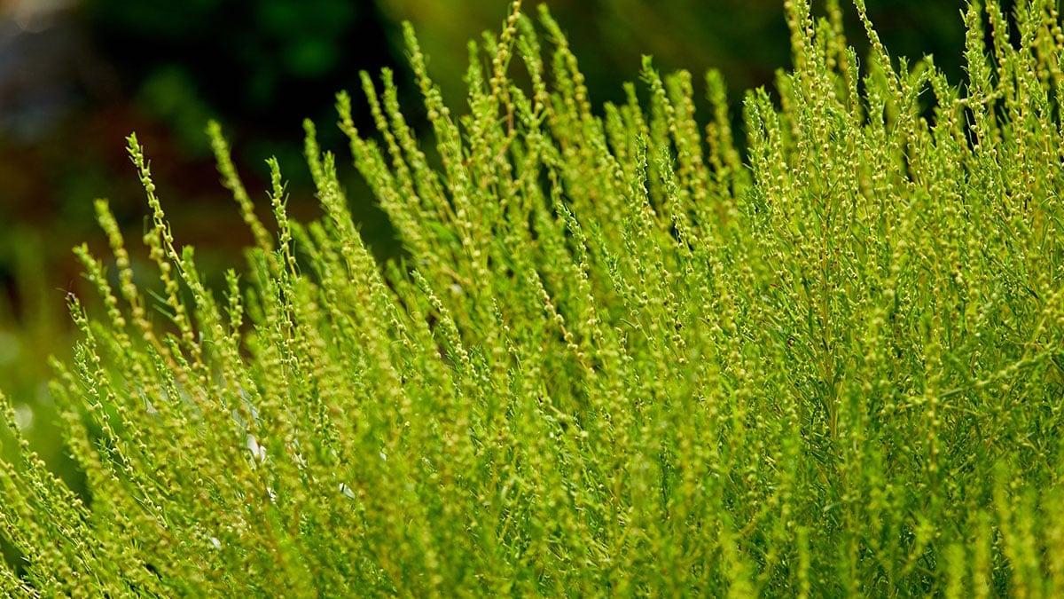 댑싸리 지부자 댑싸리 지부자