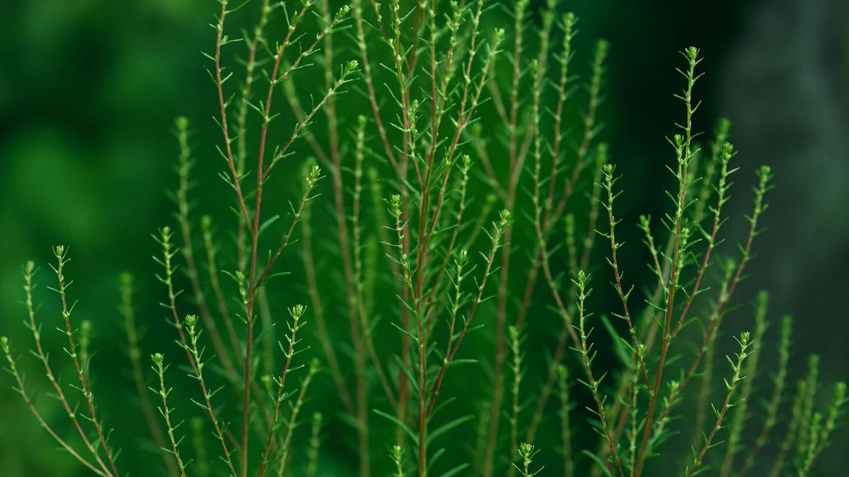 댑싸리 지부자 댑싸리 지부자