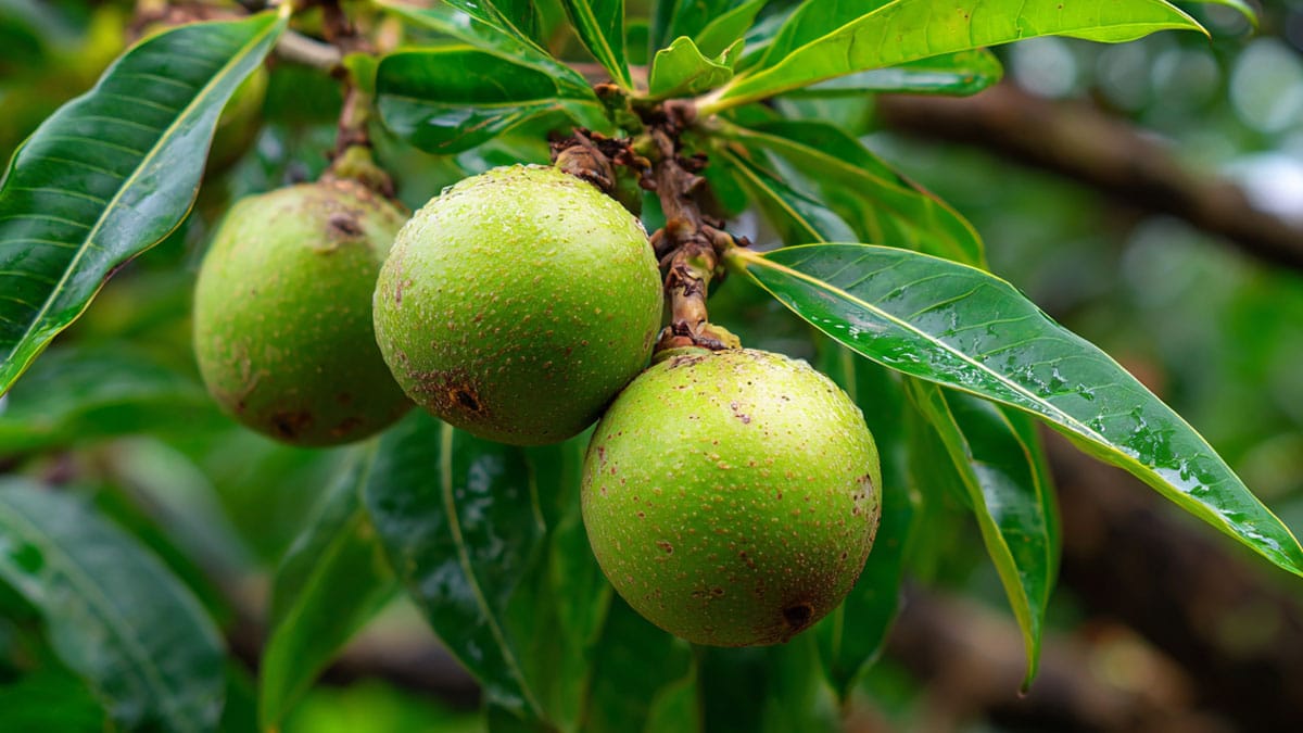 망고스틴 망고스틴