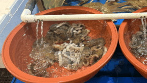 낙지