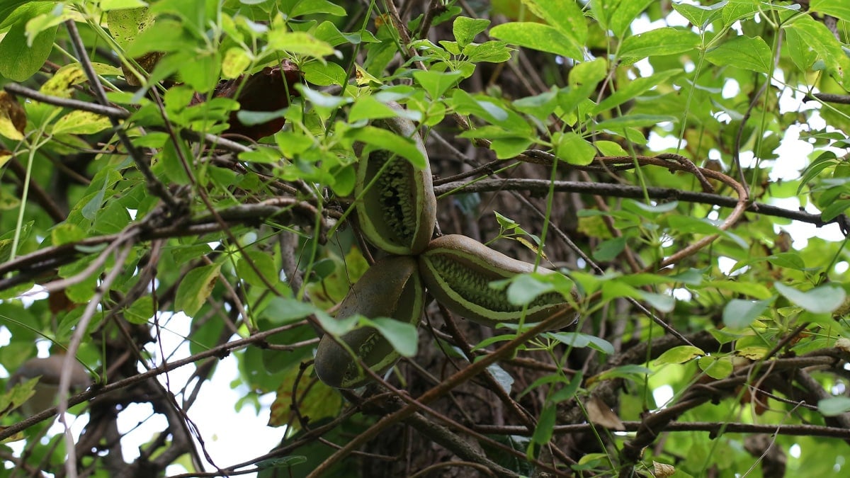 으름덩굴 으름덩굴