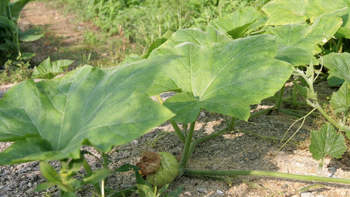 “깻잎보다 5배 귀하다?”… 장 건강·면역력·피부까지 챙겨준다는 ‘이 채소’의 효능