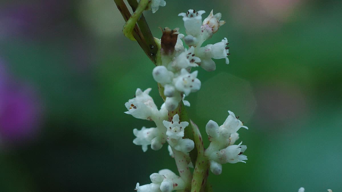 새삼 열매 새삼 열매