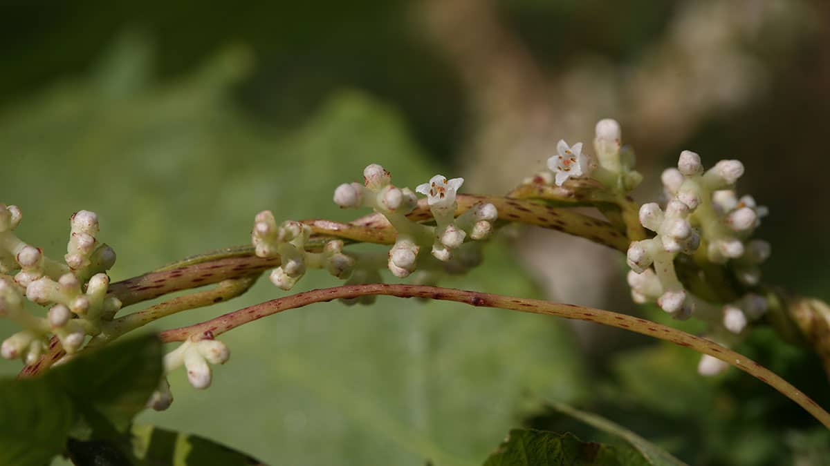 새삼 열매 새삼 열매