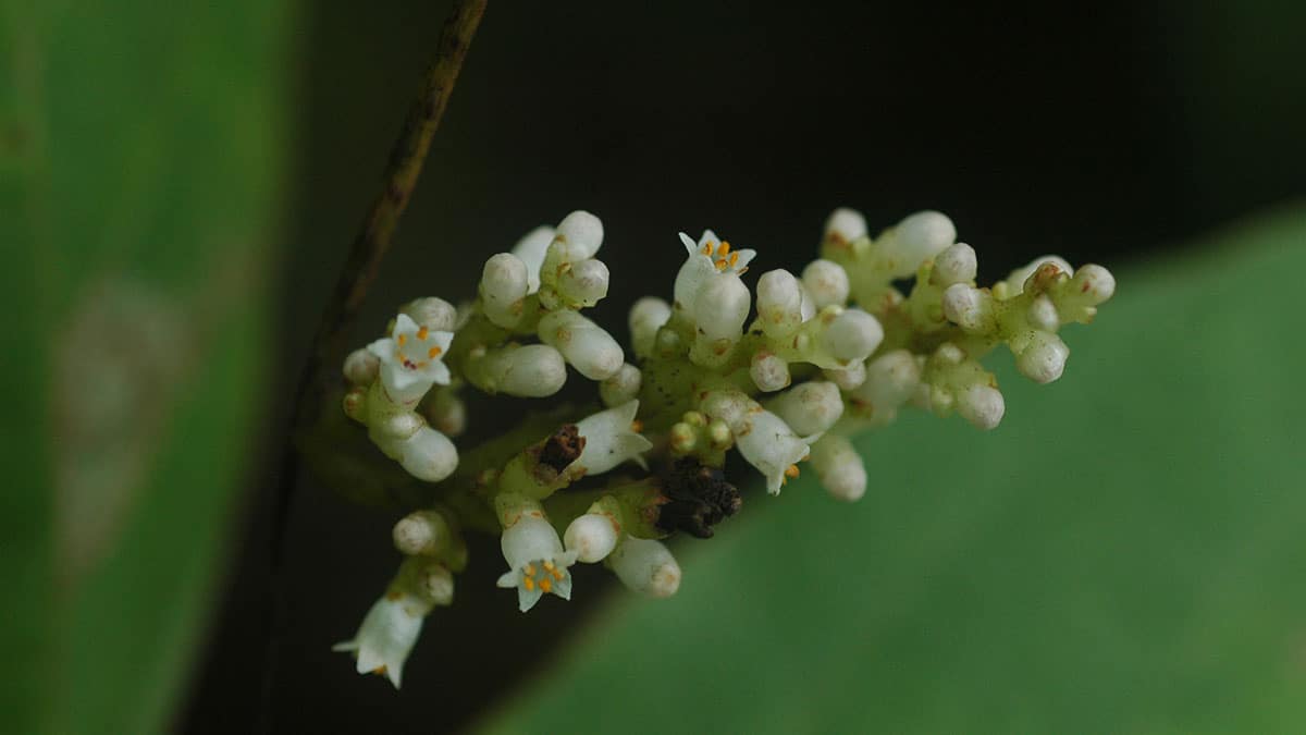 새삼 열매 새삼 열매