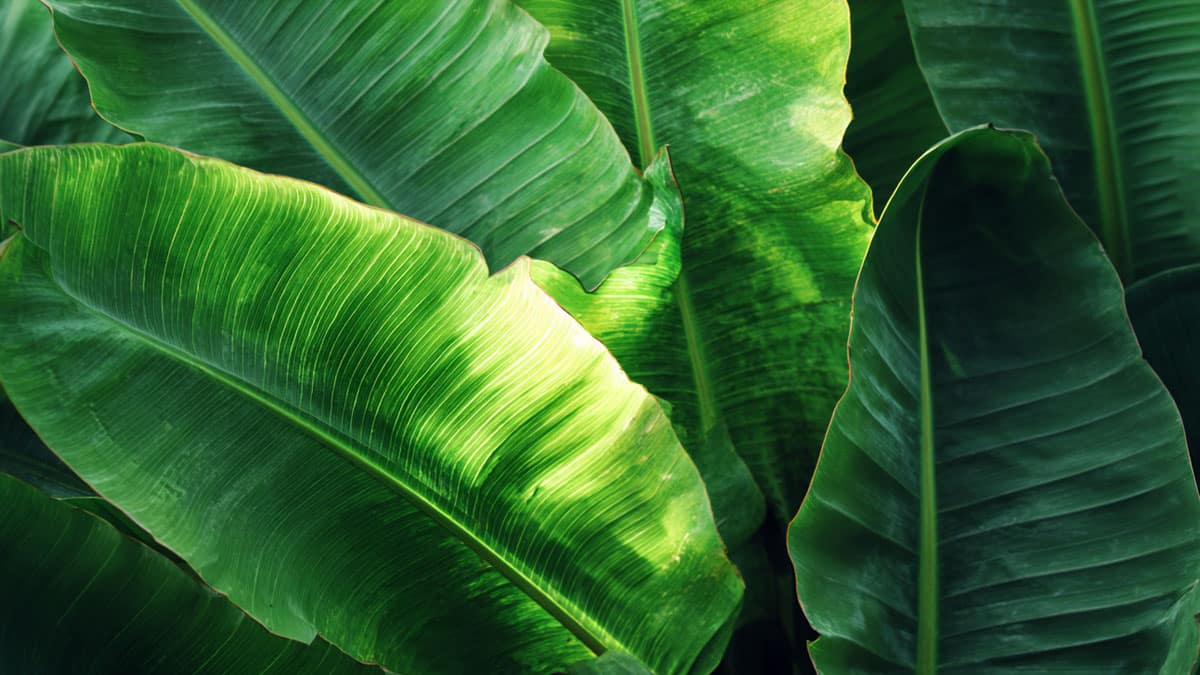 바나나 잎 바나나 잎