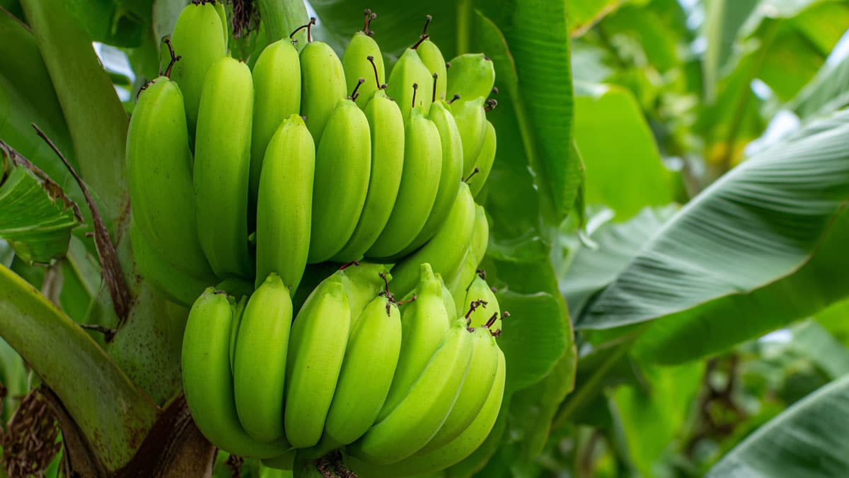 아침 대용으로 많이 먹었는데…공복엔 피해야 한다는 ‘국민 과일’의 비밀