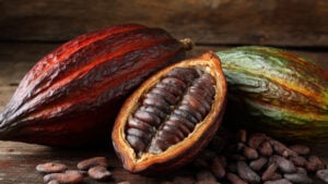 코코아열매