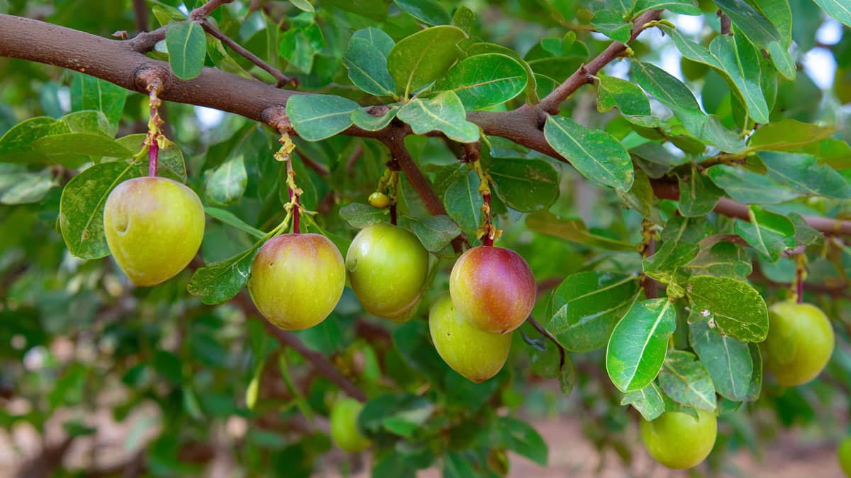 “사과보다 두 배, 포도보다도 달다” 세계 최고 당도 자랑하는 가을 ‘제철 과일’