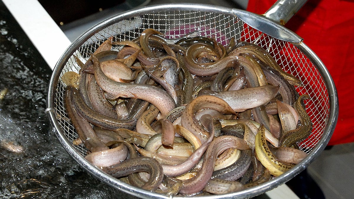 가을에 가장 맛있다…칼슘이 일반 생선의 몇 배라는 ‘국민 보양식’ 정체