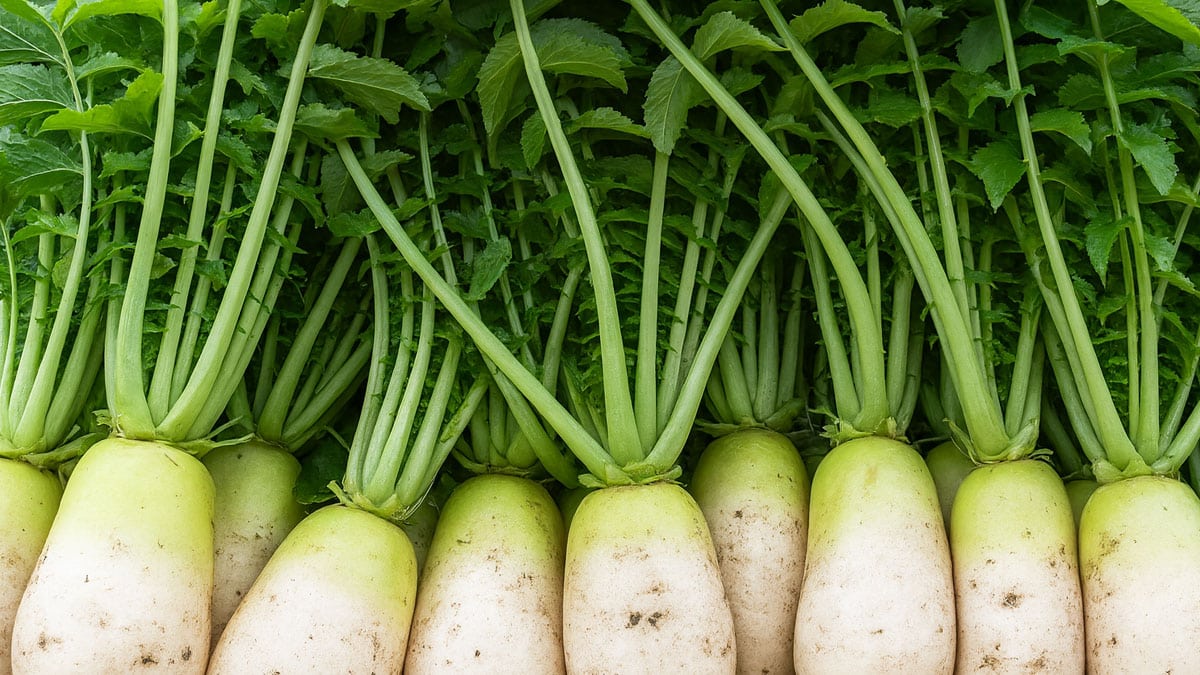 그동안 뿌리만 챙겼지만, 사실은 ‘위에 달린 잎’에 숨겨진 진짜 보물이 있었다