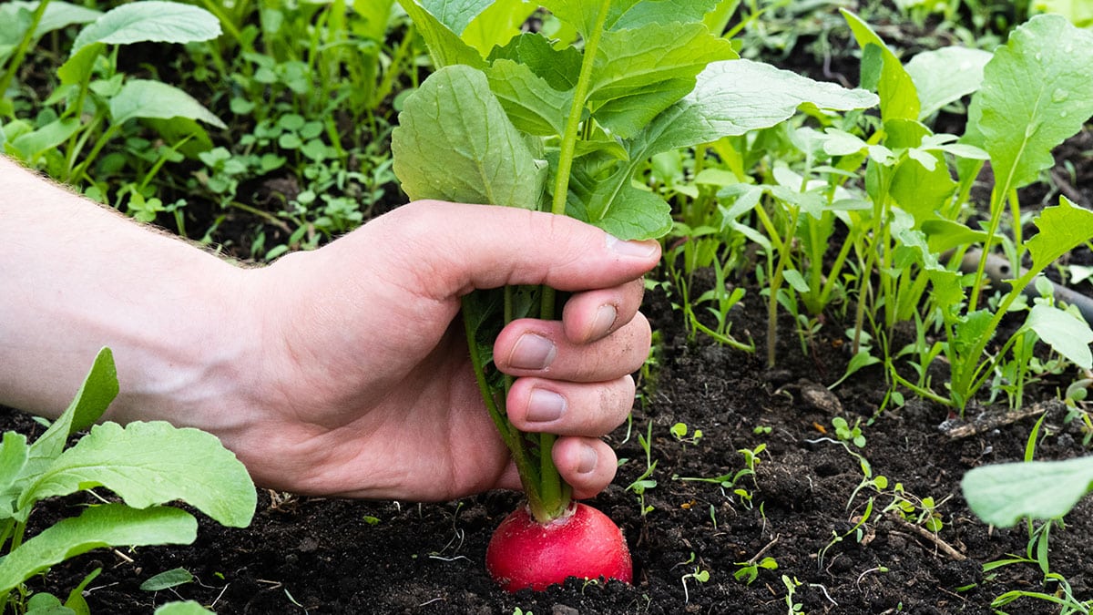 이 시기엔 꼭 먹어야 한다…10월에만 맛볼 수 있는 ‘제철 채소들’의 비밀