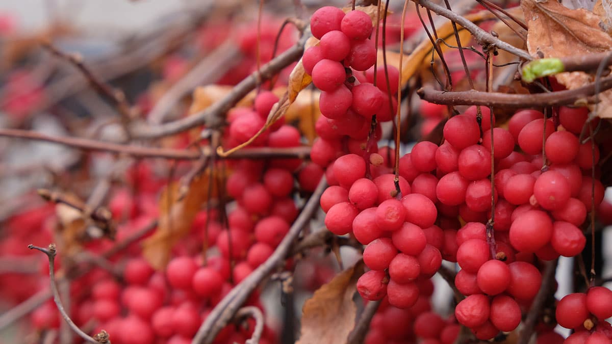 이제 20대가 더 많이 찾는다…글로벌 시장까지 장악한 ‘전통 과일’ 음료