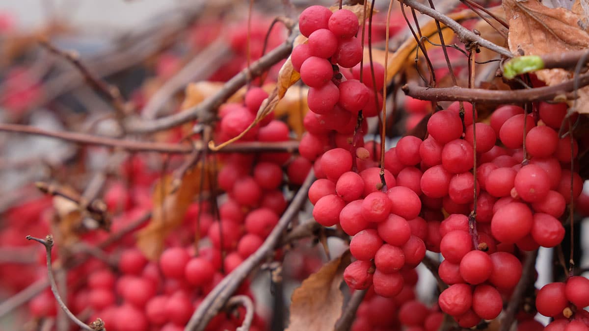 외국에선 사료, 한국에선 약재… 이젠 두뇌 영양제로 각광받는 ‘붉은 열매’