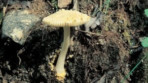 노란막광대버섯