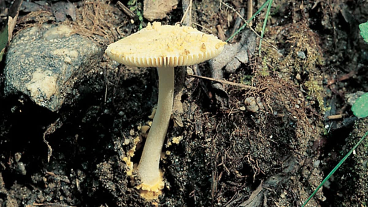 전문가도 착각할 정도…송이버섯 향도 모양도 똑같다는 ‘이 버섯’