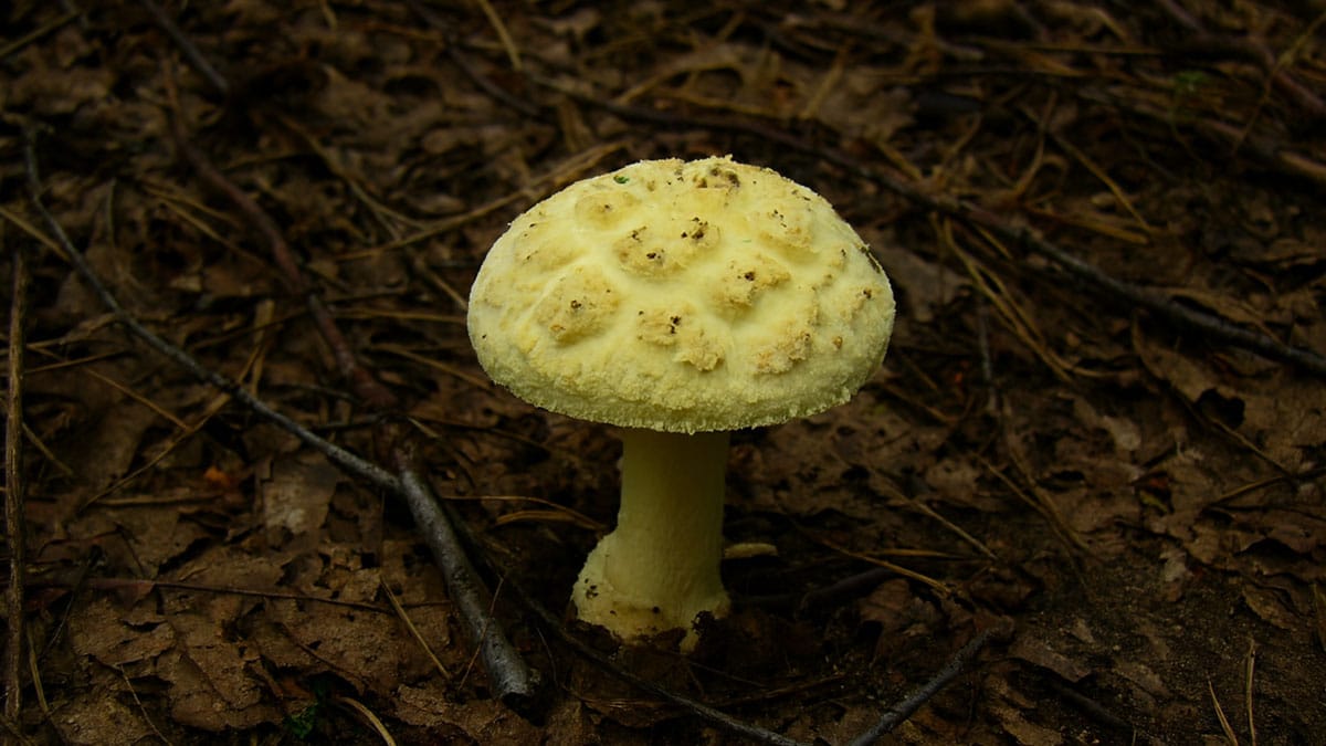 노란막광대버섯 노란막광대버섯