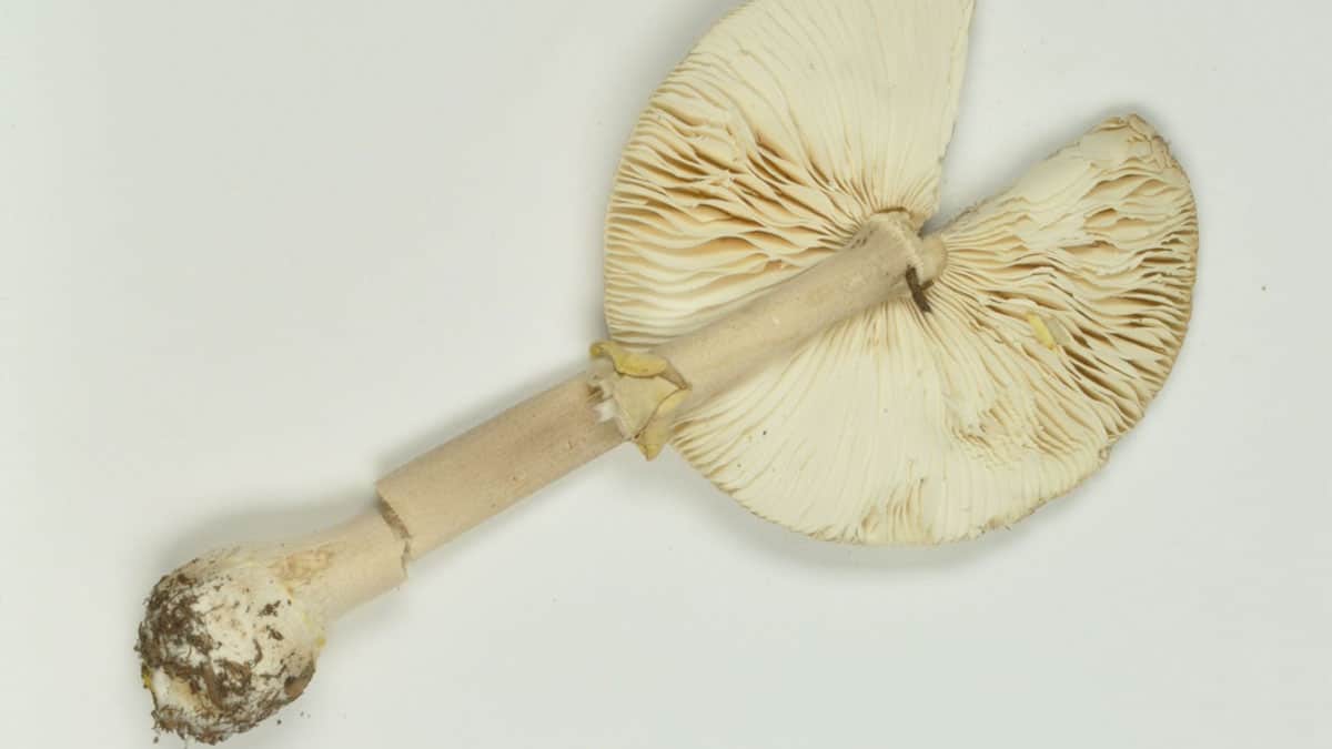 노란막광대버섯 노란막광대버섯