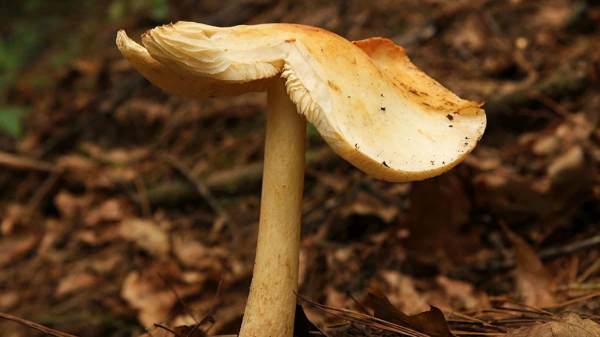 노란막광대버섯 노란막광대버섯