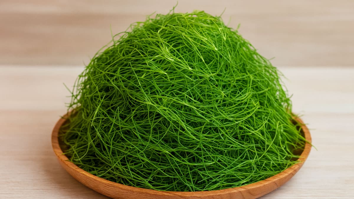 지금만 먹을 수 있습니다…한 입 베면 아삭하게 터진다는 ‘이 채소’ 정체