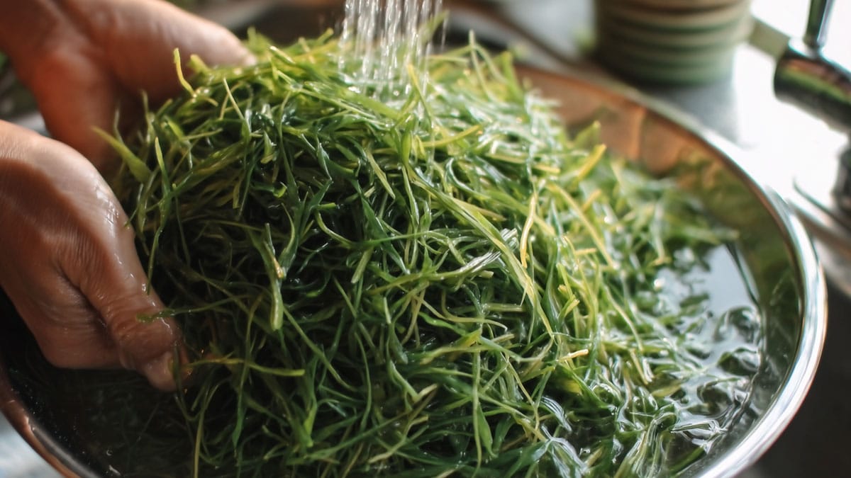 세발나물 세발나물