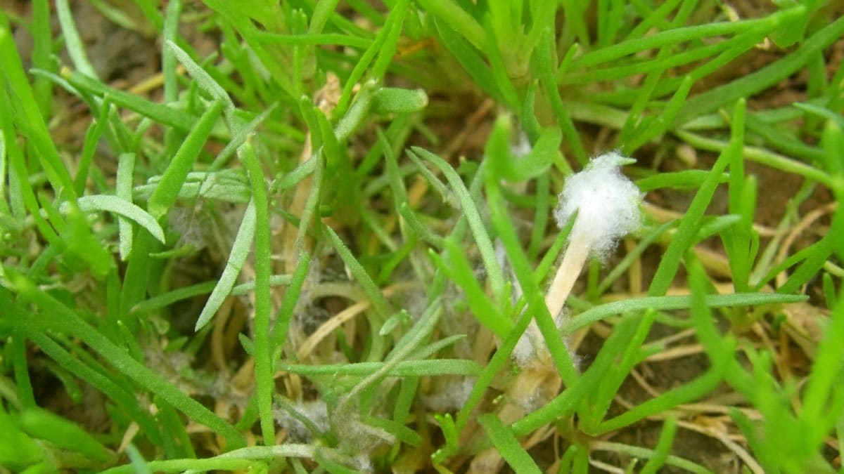 세발나물 세발나물