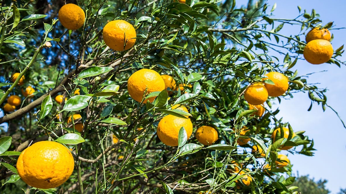 한입 크기지만 영양은 만점…피부 탄력부터 면역력까지 올려준다는 ‘제철 과일’