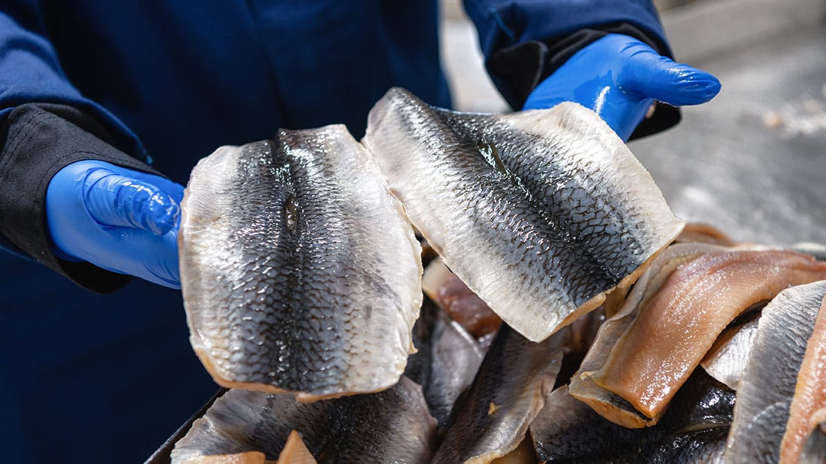 손질된 청어 손질된 청어