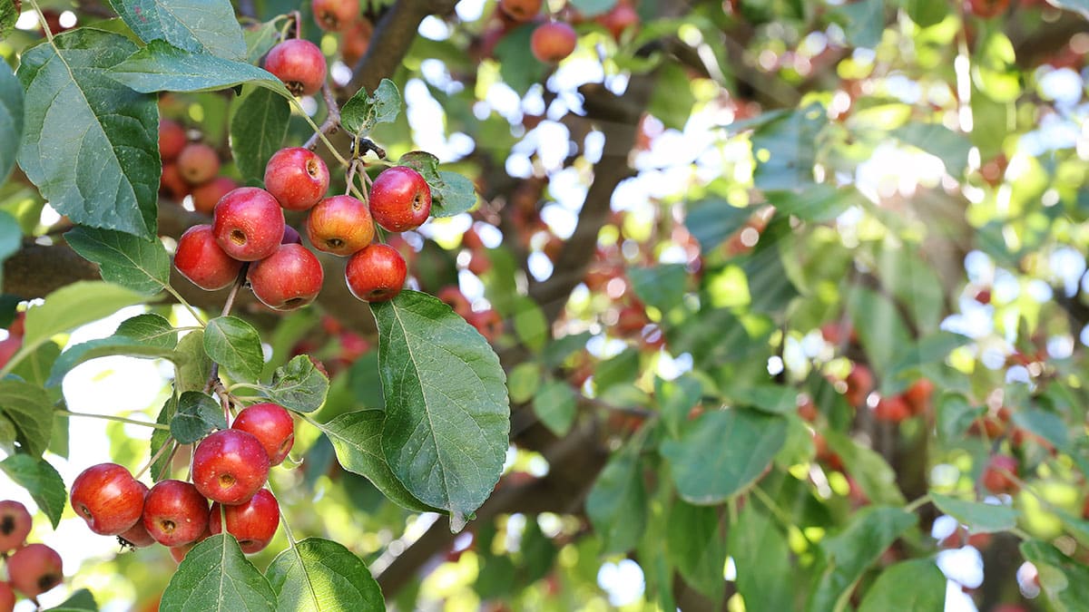 그냥 먹는 건 반쪽짜리 효과…’이렇게’ 먹어야 혈당·심장 다 지킵니다