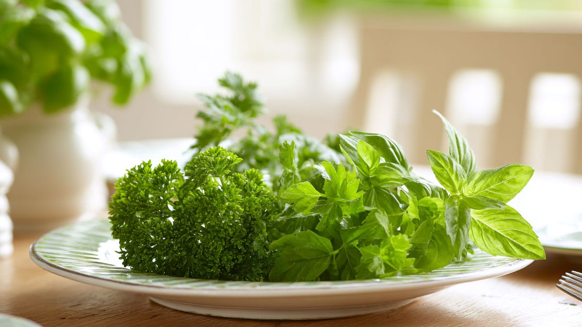 바질, 허브, 민트