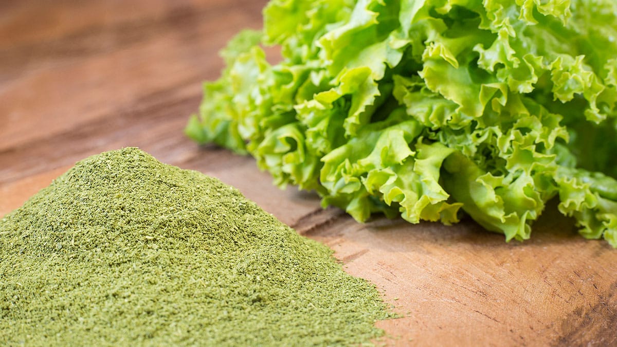 케일 가루 케일 가루