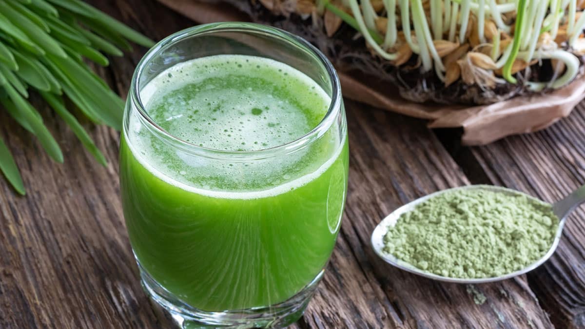 새싹보리 새싹보리