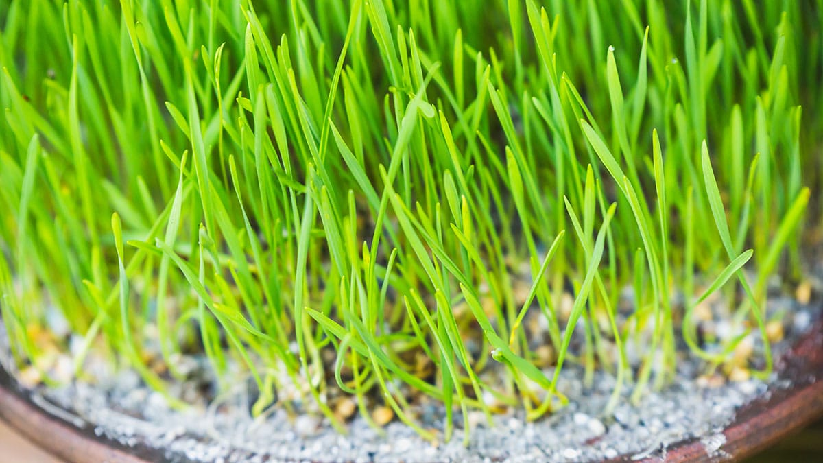 새싹보리 새싹보리