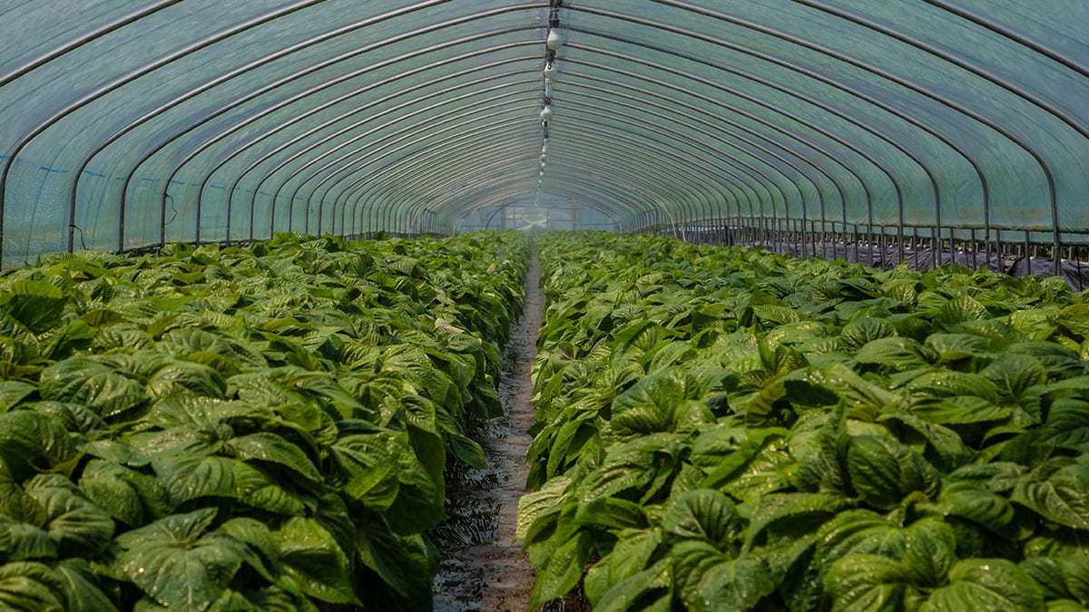 한국인만 먹던 ‘이 채소’까지 한류 열풍…일본 주부들 사이서 난리 난 ‘한국 대표 식재료’