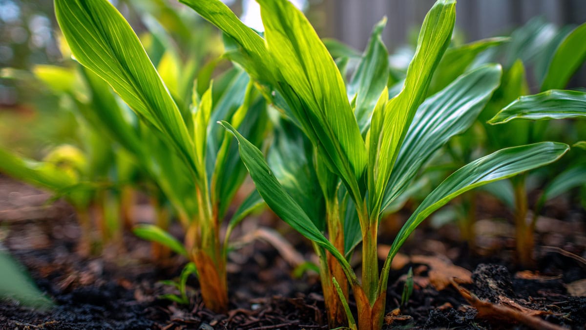 두꺼운 외투보다 낫다…겨울 시즌에 꼭 필요한 몸속부터 데워주는 ‘이 식재료’