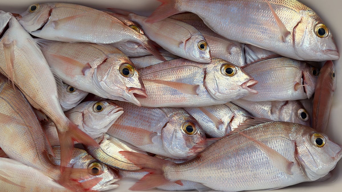 11월만 지나도 맛이 달라집니다…’바다의 귀족’이라 불리는 고급 제철 생선