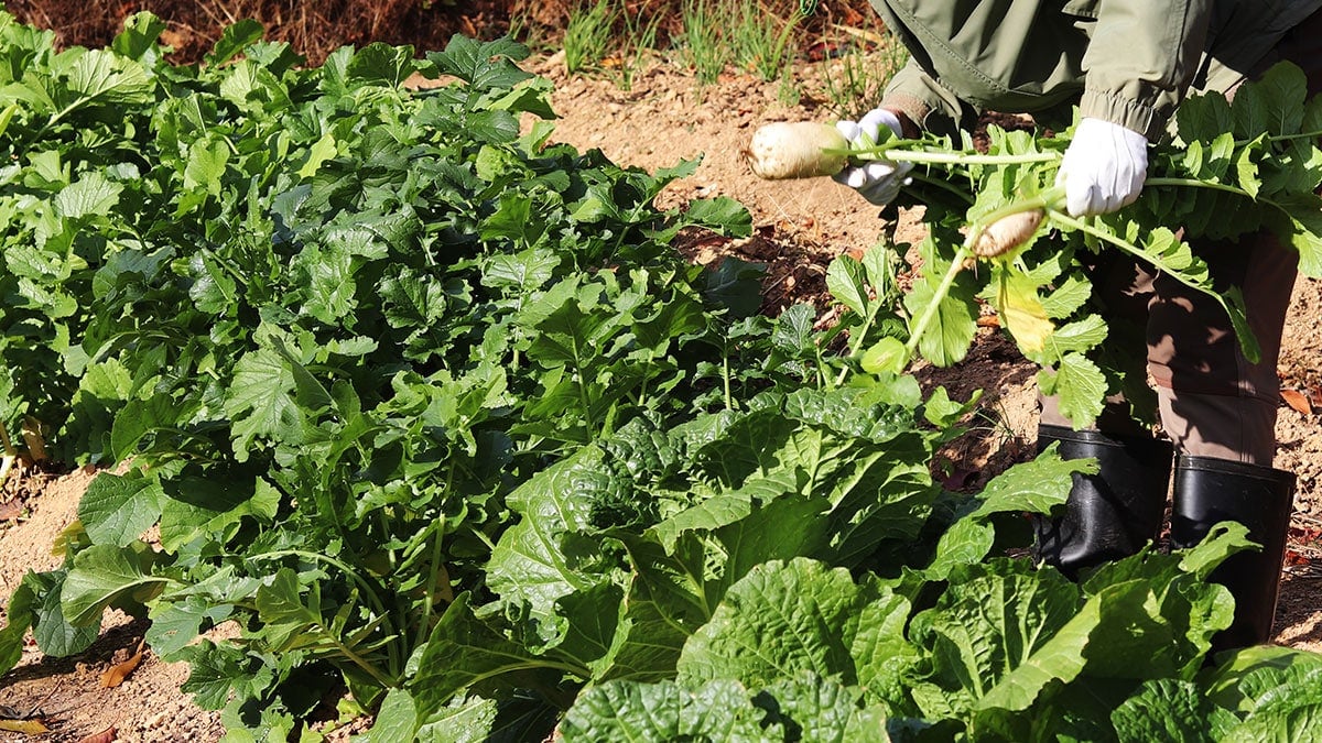 지금 먹어야 진가 드러난다…1년 중 11월이 유독 맛있다는 ‘제철 식재료’