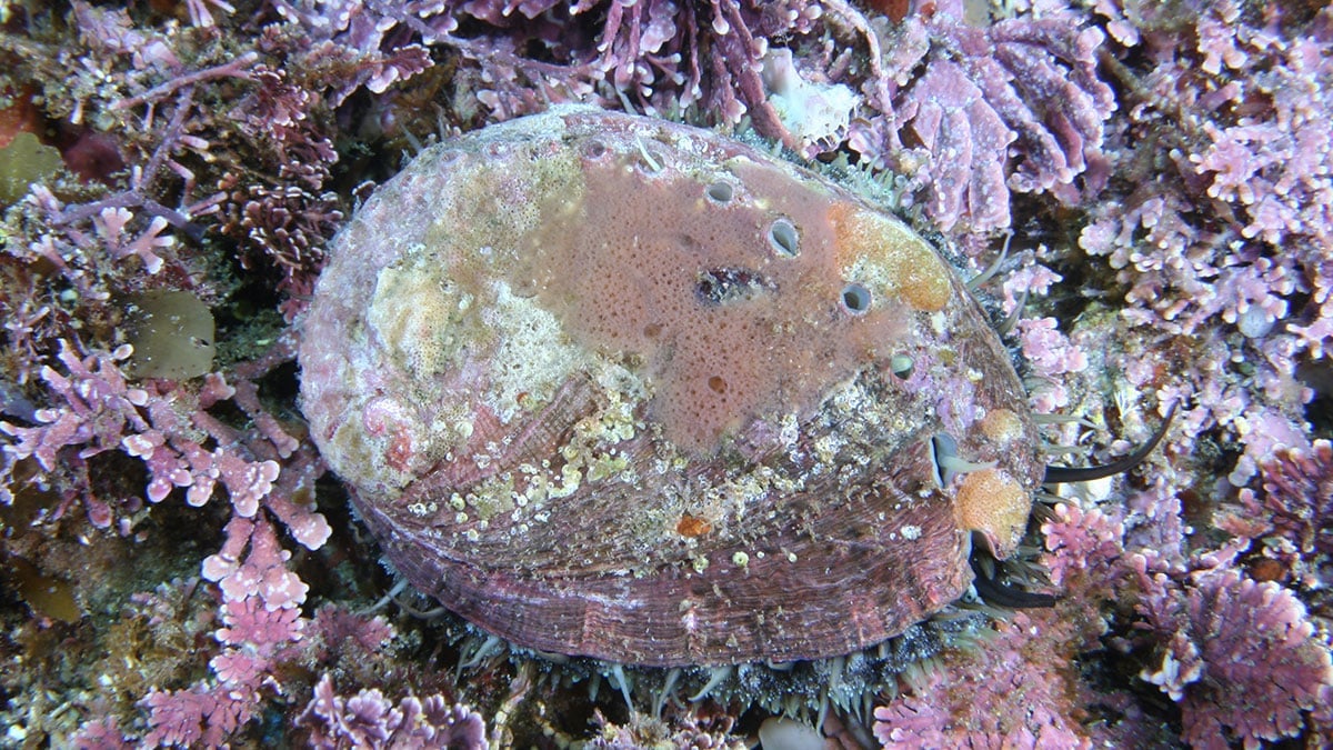 둥근 전복 둥근 전복