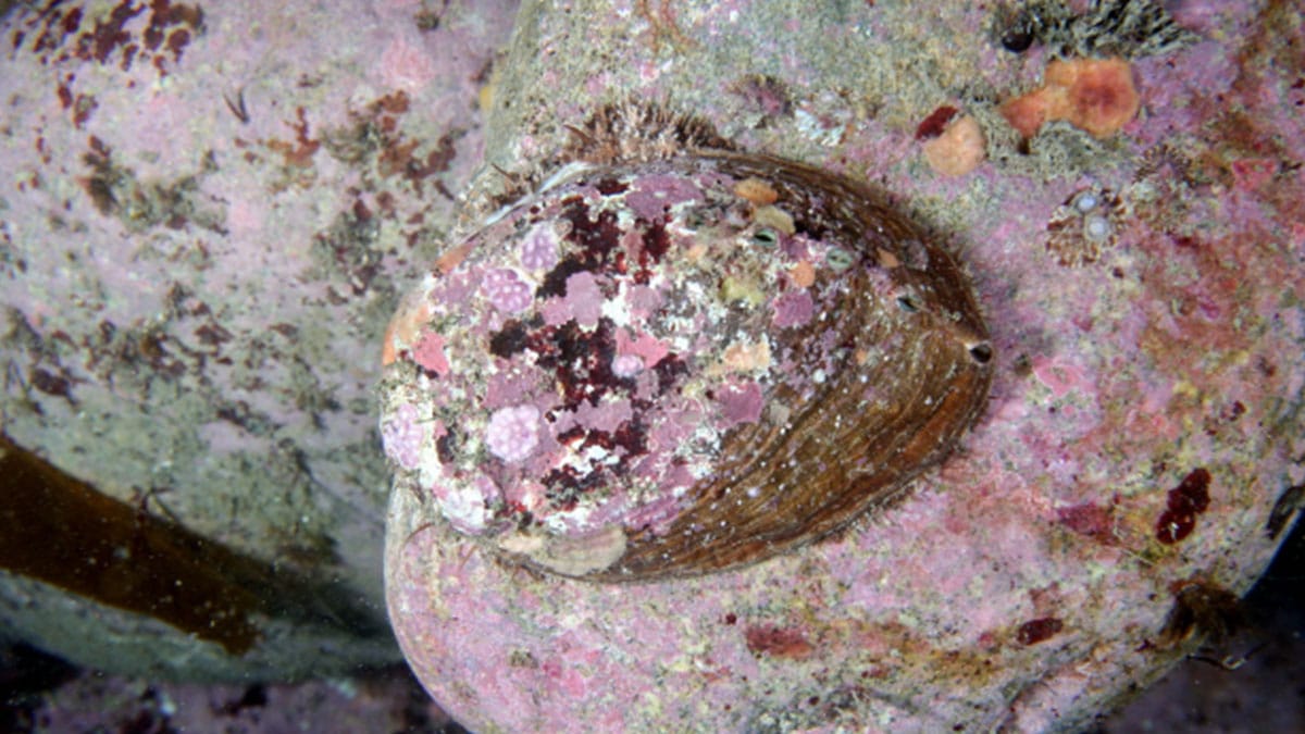 두 마리에 1kg 넘는다…어시장 상인들도 보기 힘들다는 ‘고급 해산물’