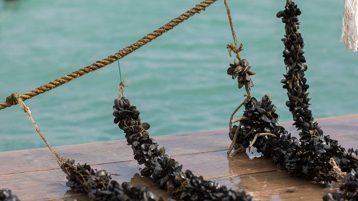 찜·탕·밥 다 된다…겨울에는 알이 꽉 차고 가격은 저렴한 ‘제철 해산물’
