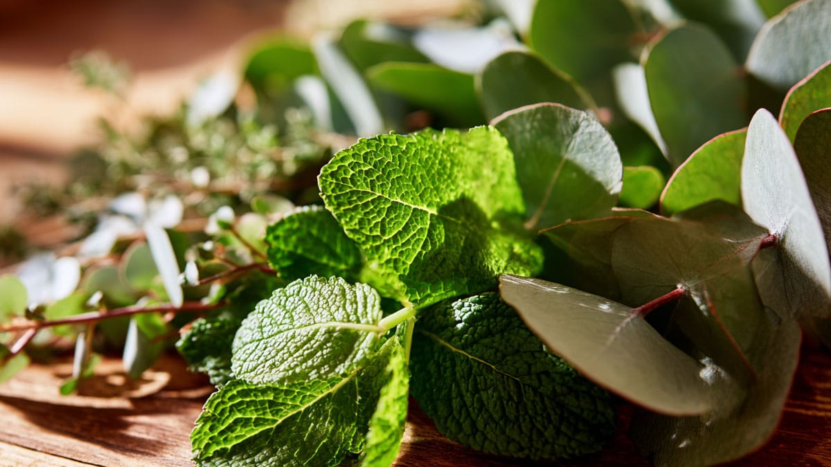 페퍼민트, 유칼립투스