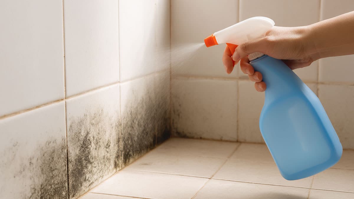 곰팡이에 뿌리는 락스 곰팡이에 뿌리는 락스