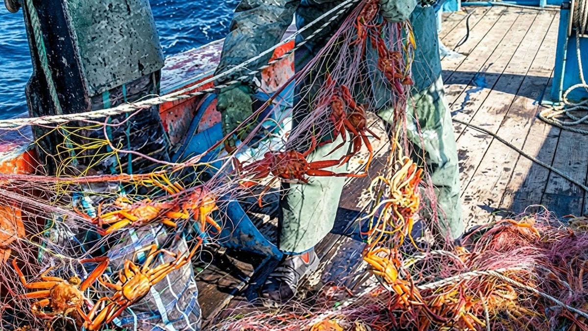 제철이지만 지금 사면 아깝다…수온 가장 낮은 1~3월에 살 꽉 찬다는 ‘동해안 겨울 별미’