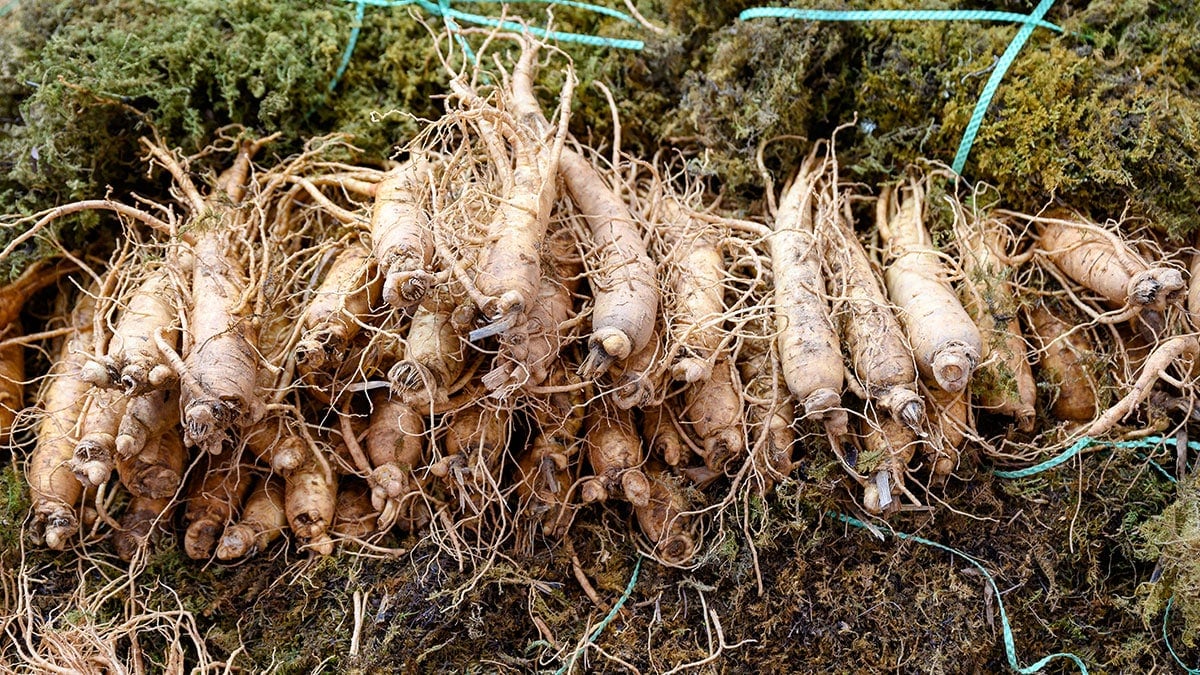 6년간 땅속에 묻혀 있었다… 드디어 제철 맞은 ‘겨울 특산물’